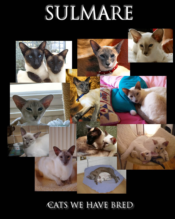 Cats